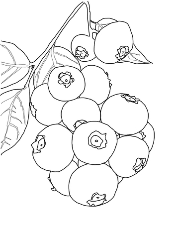 Blueberry Bush Coloring Page